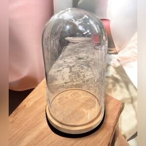 Plastic Cloche with Wooden Base 8x5in